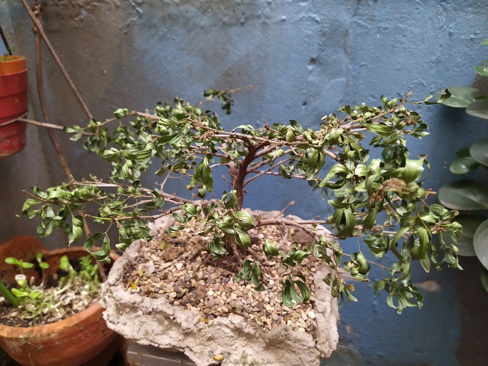 IMG-20191128-081827.jpg