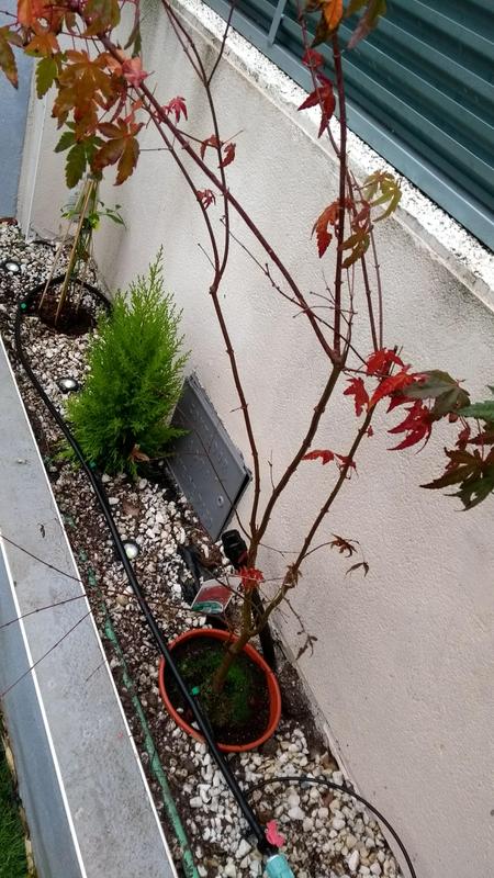 IMG-20191201-111425656.jpg