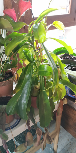 IMG-20191216-122355.jpg