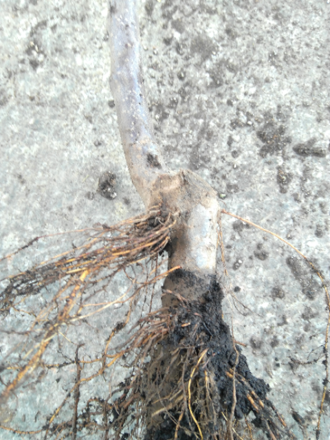 IMG-20200119-134439.png