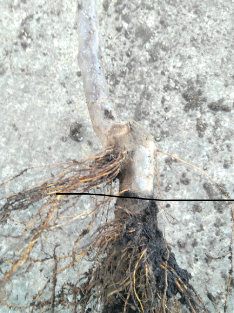 IMG-20200119-134439.png