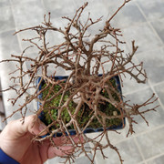 IMG-20200126-103158.jpg