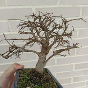 IMG-20200126-103209.jpg