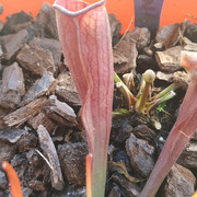 IMG-20200221-135353.jpg