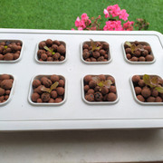 IMG-20200513-091614.jpg