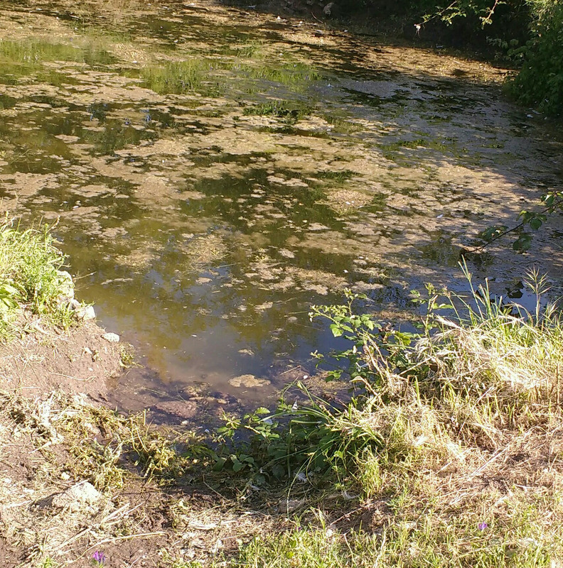 IMG-20200520-195019.jpg