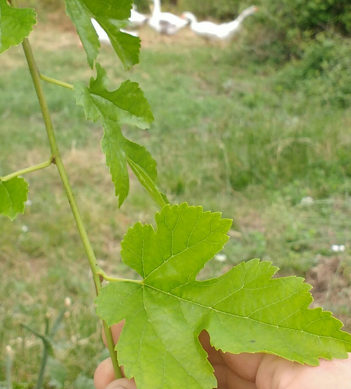 IMG-20200531-132604.jpg
