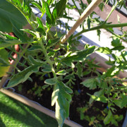 IMG-20200718-200025.jpg