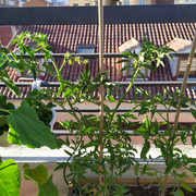 IMG-20200718-200842.jpg