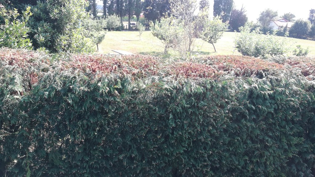 IMG-20200806-170938.jpg