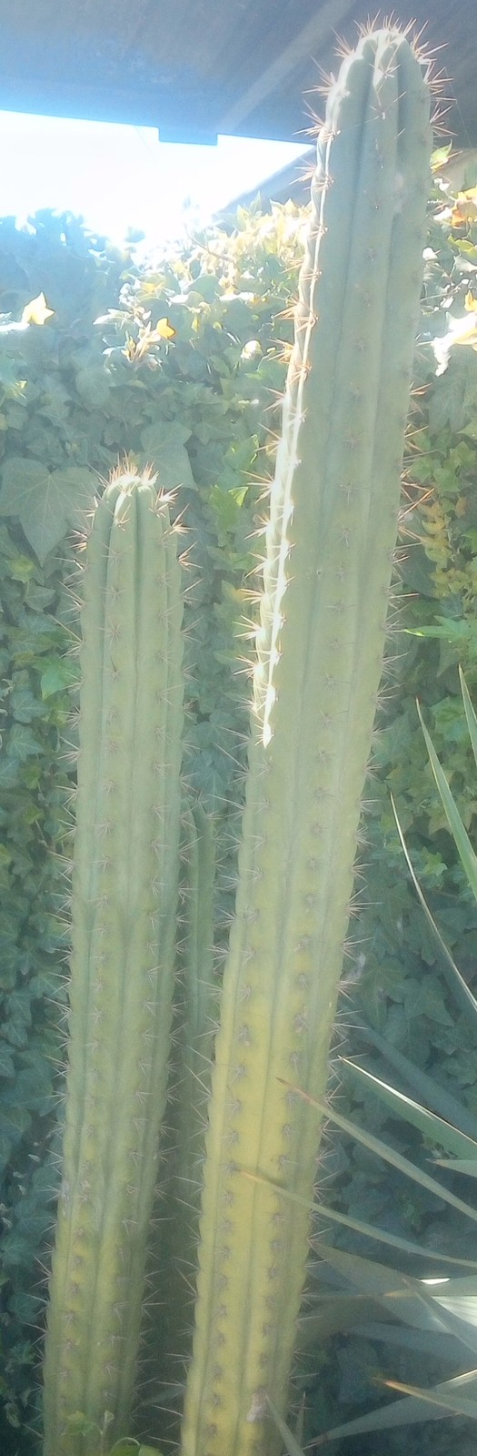 IMG-20200913-132422517.jpg