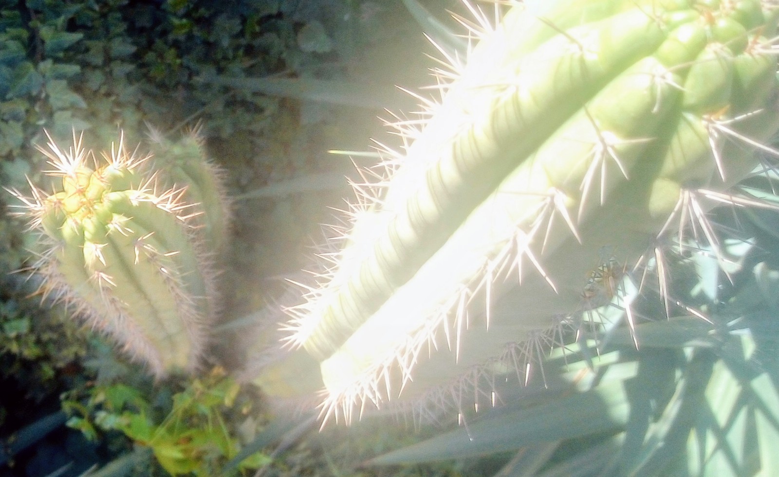 IMG-20200913-132430045.jpg