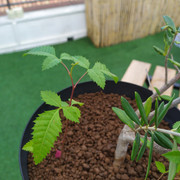 IMG-20201101-141345.jpg
