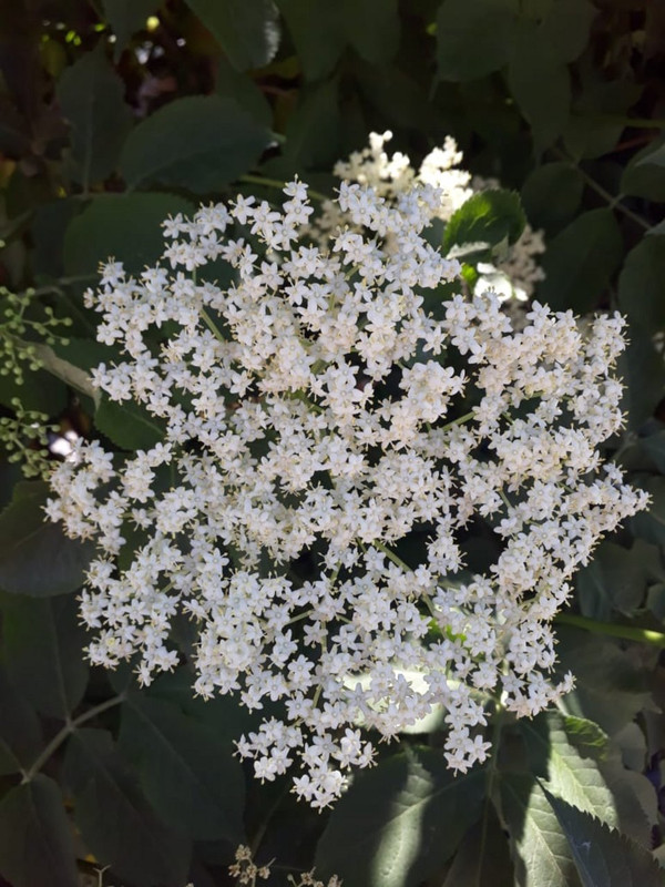 IMG-20201101-WA0001.jpg