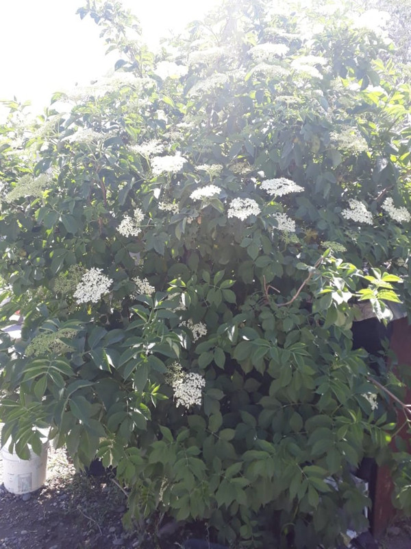 IMG-20201101-WA0002.jpg