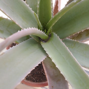 IMG-20201114-120146.jpg