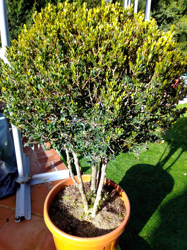 IMG-20201203-141948.jpg