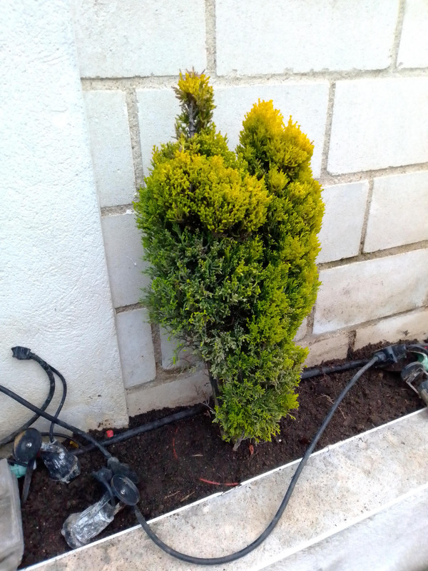 IMG-20201216-172916.jpg