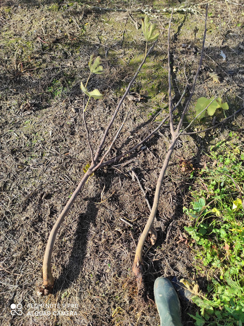IMG-20201221-125551.jpg