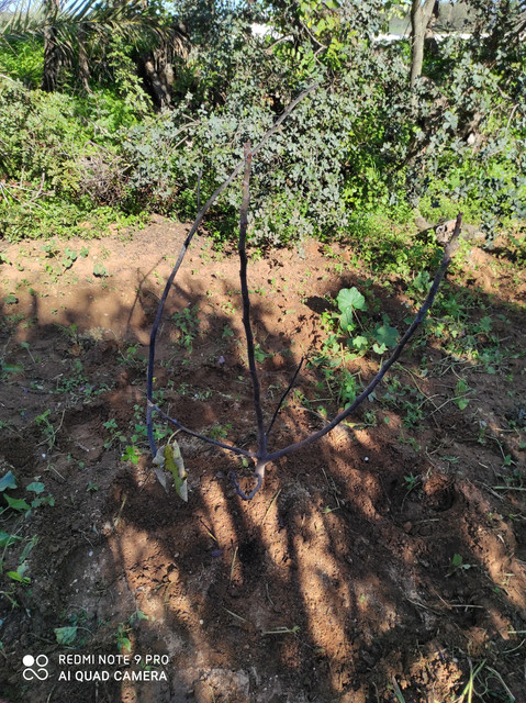 IMG-20201222-134614.jpg