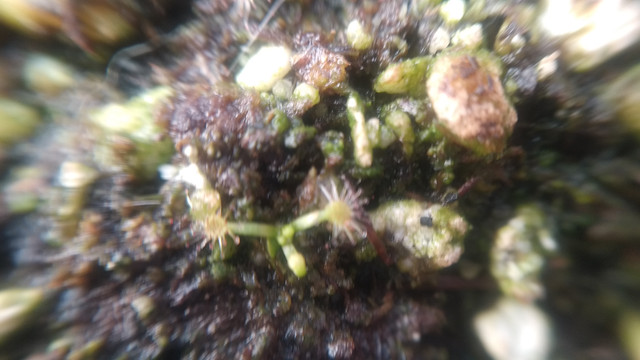 IMG-20201224-100939.jpg