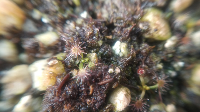 IMG-20201224-100951.jpg