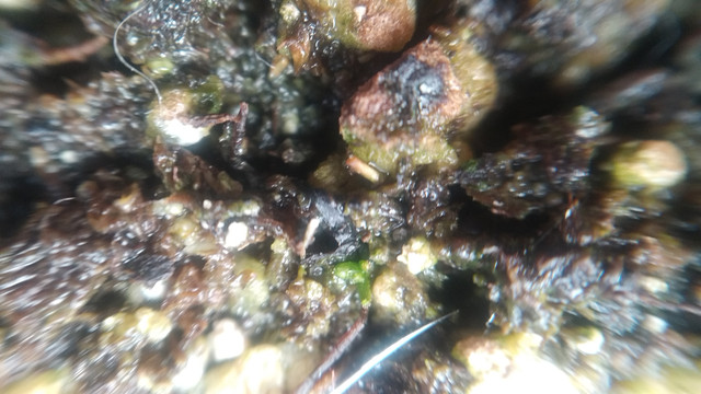 IMG-20201224-101244.jpg