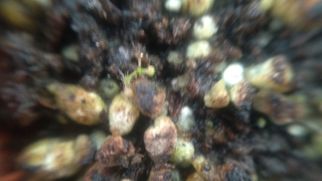 IMG-20201224-101626.jpg