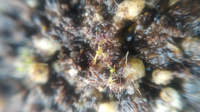 IMG-20201224-101651.jpg