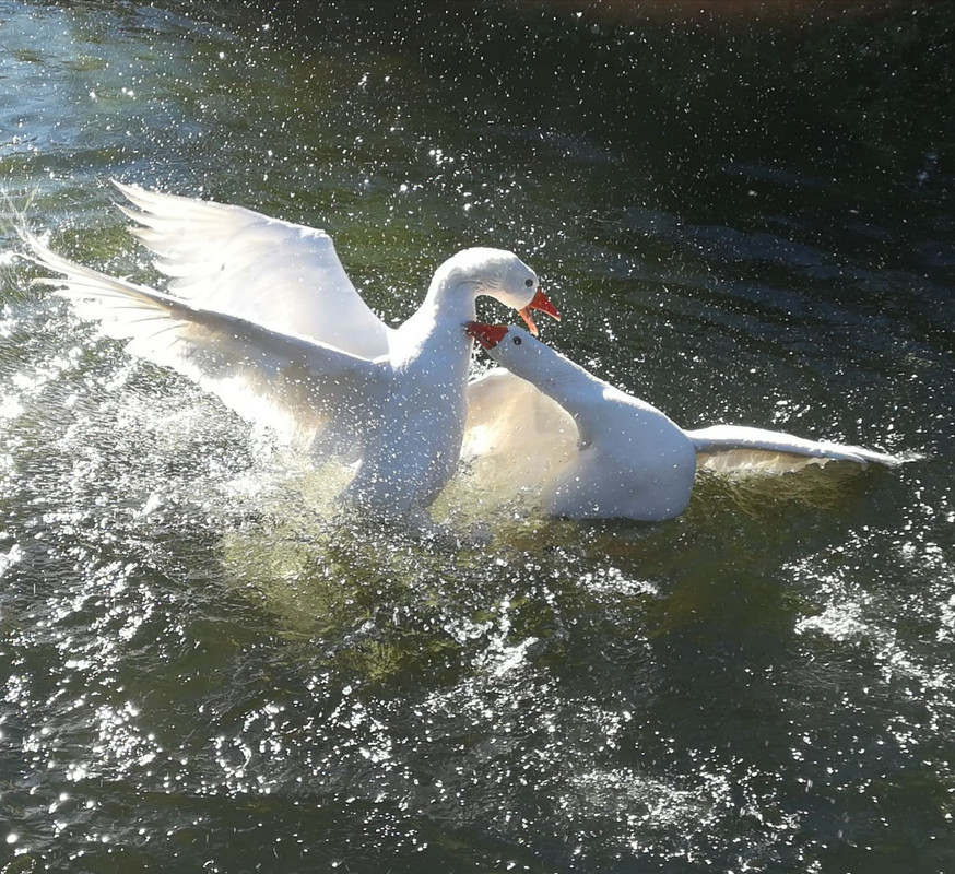 IMG-20201226-143911.jpg