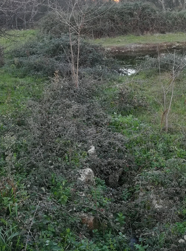 IMG-20210105-183247.jpg