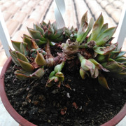 IMG-20210111-173908.jpg