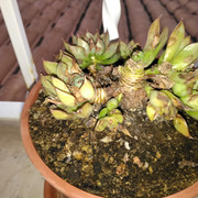 IMG-20210111-173915.jpg