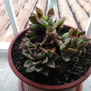 IMG-20210111-173923.jpg