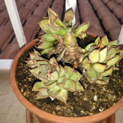 IMG-20210111-173929.jpg