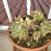 IMG-20210111-173939.jpg