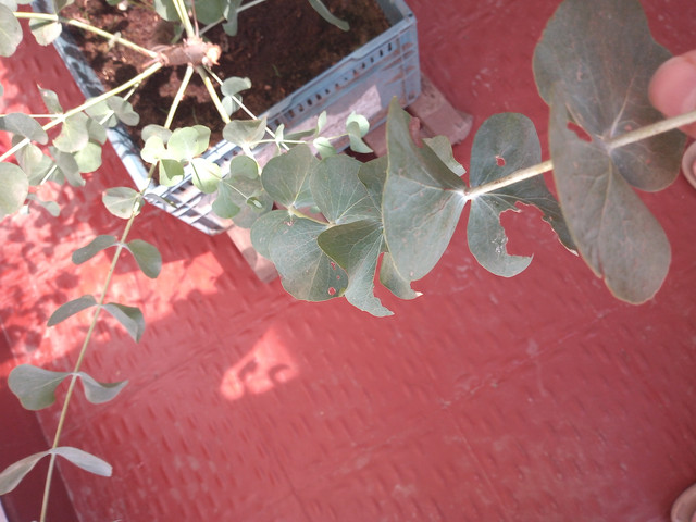 IMG-20210118-160106546.jpg