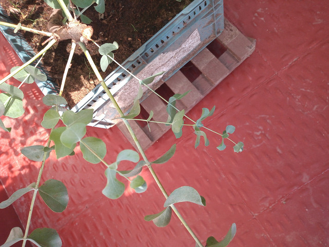 IMG-20210118-160110681.jpg