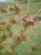 IMG-20210131-125526.jpg