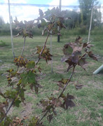 IMG-20210202-153322.jpg