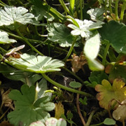 IMG-20210224-123331.jpg