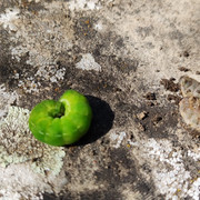 IMG-20210329-131219.jpg
