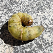 IMG-20210329-131707.jpg