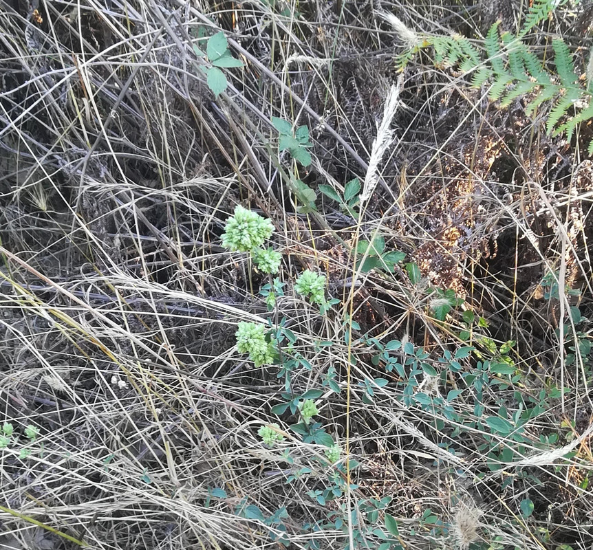 IMG-20210704-194424.jpg