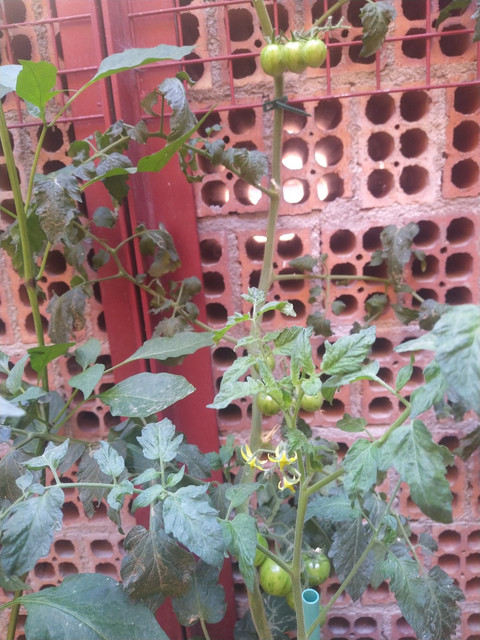 IMG-20210713-090901.jpg