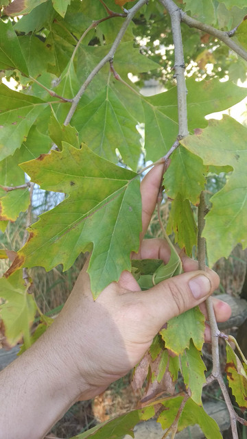 IMG-20210904-110256.jpg