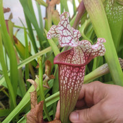IMG-20210912-143052-816.jpg