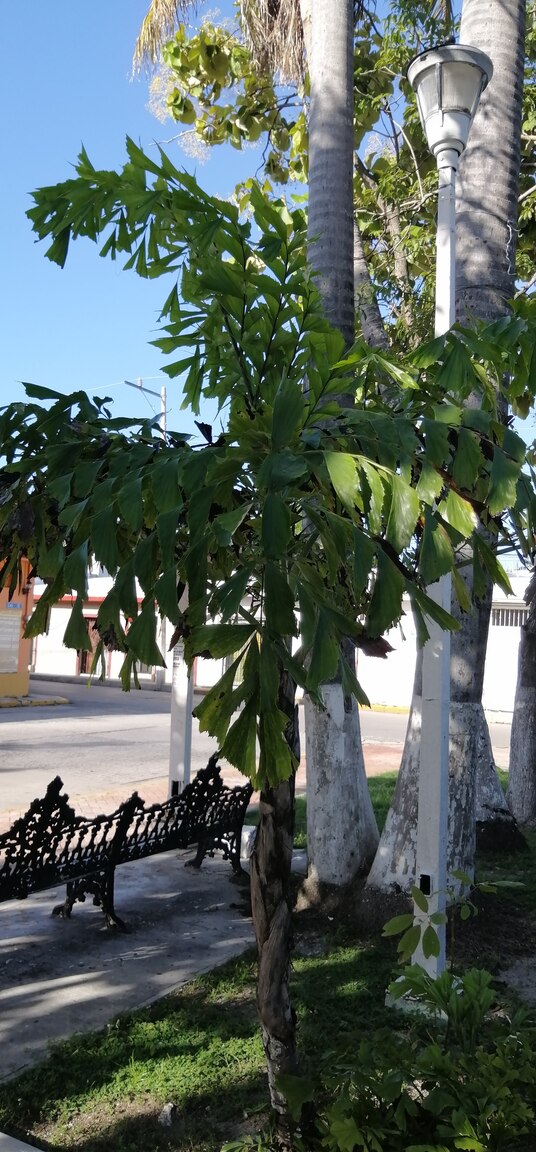 IMG-20210914-171659.jpg
