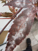 IMG-20211017-145106.jpg