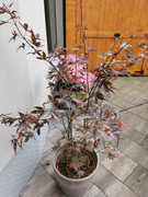 IMG-20211017-145131.jpg